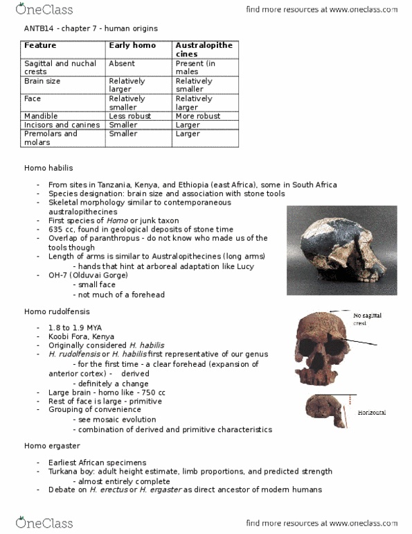 ANTB14H3 Lecture Notes - Lecture 7: Homo Rudolfensis, Homo Habilis, Olduvai Gorge thumbnail
