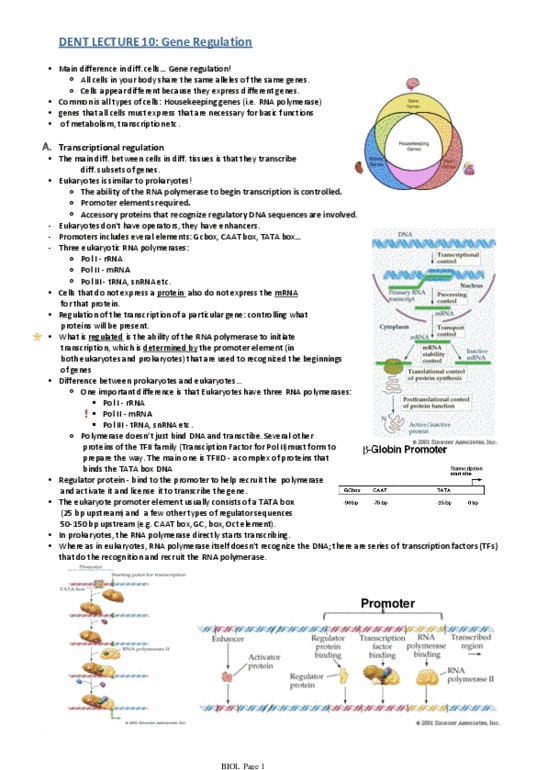 BIOL 112 Lecture 10: DENT LECTURE 10 Gene Regulation.pdf thumbnail