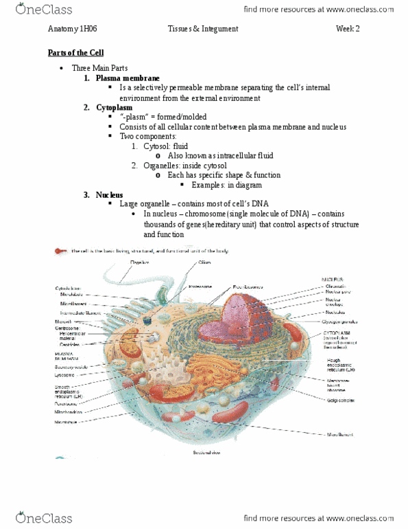 HTHSCI 1H06 Chapter Notes - Chapter 3: Lipid Bilayer, The Fluid, Cytosol thumbnail