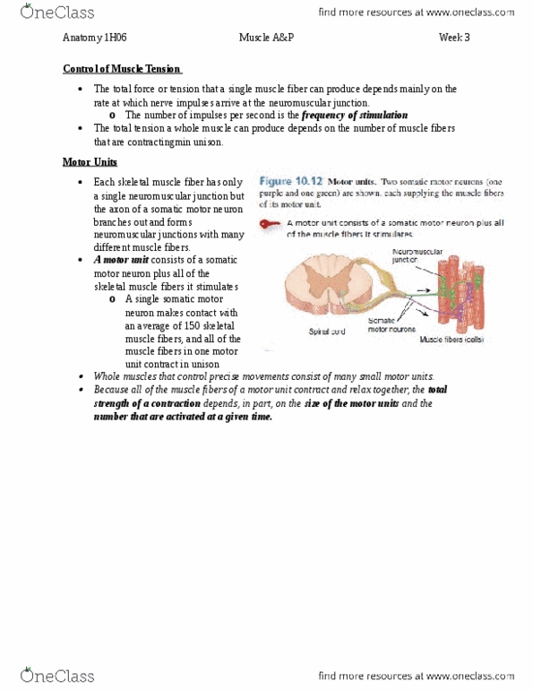 HTHSCI 1H06 Chapter Notes - Chapter 10: Neuromuscular Junction, Myocyte, Motor Unit thumbnail