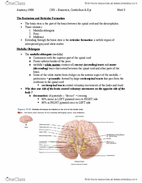 HTHSCI 1H06 Chapter Notes - Chapter 14,11: Cuneate Fasciculus, Lateral Corticospinal Tract, Medulla Oblongata thumbnail