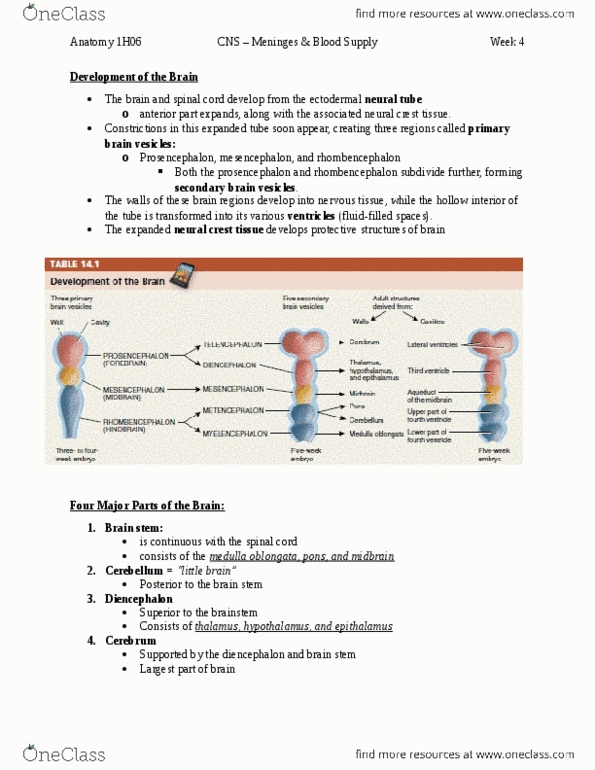 HTHSCI 1H06 Chapter Notes - Chapter 14,21: Muscles Of Respiration, Palman, Peptide thumbnail