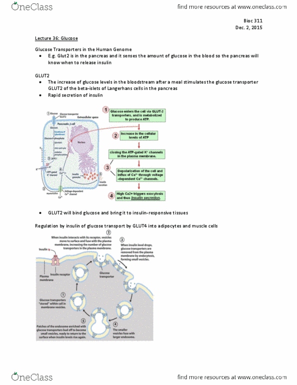 BIOC 311 Lecture 36: Glucose thumbnail