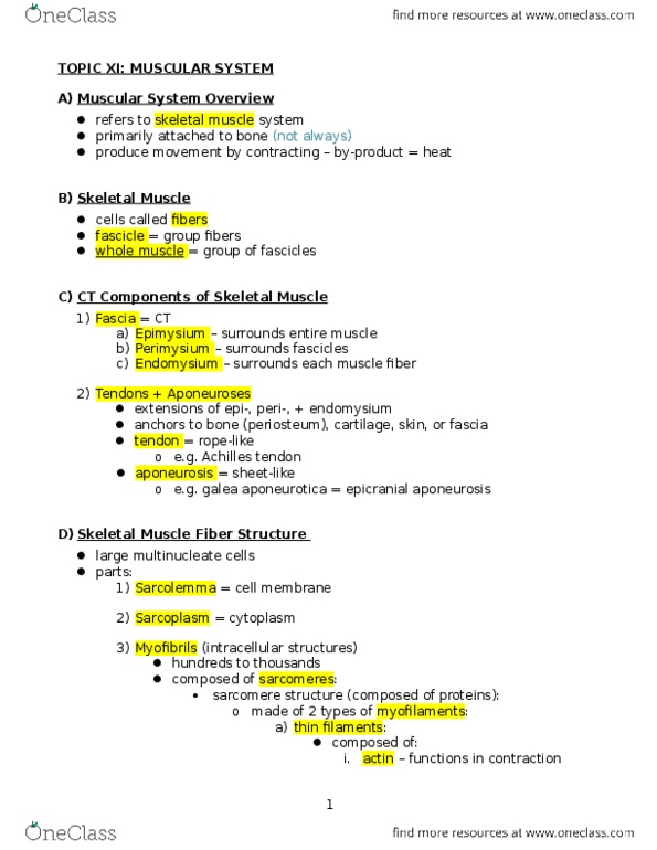 BIOL 1410 Lecture Notes - Lecture 11: Epicranial Aponeurosis, Skeletal Muscle, Myocyte thumbnail