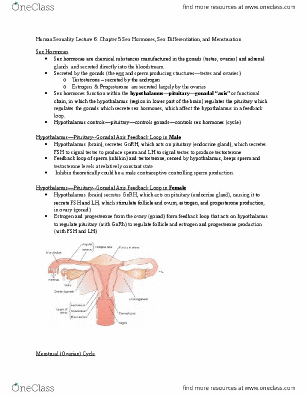 Psychology 2075 Lecture Notes - Lecture 7: Feedback, Activin And Inhibin, Menstruation thumbnail
