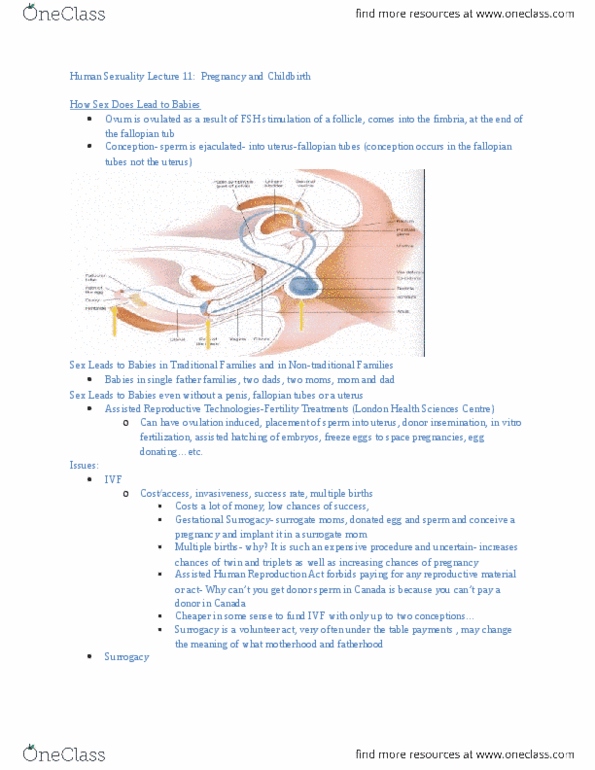 Psychology 2075 Lecture Notes - Lecture 11: Assisted Human Reproduction Act, Fallopian Tube, Surrogacy thumbnail
