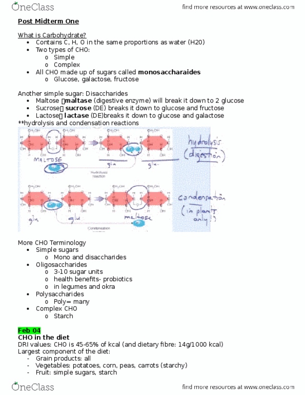 NUTR 120 Lecture Notes - Lecture 1: Small Intestine, Salivary Gland, Thermogenesis thumbnail