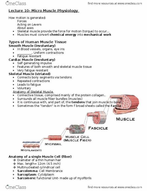 KIN 121 Lecture Notes - Lecture 10: Endoplasmic Reticulum, Myofibril, Myocyte thumbnail