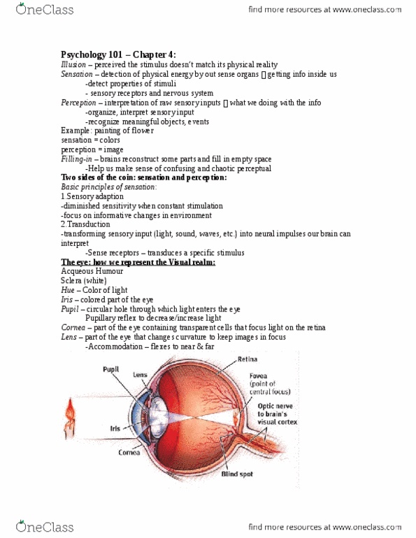 PSYC 101 Chapter Notes - Chapter 4: Cornea, Ganglion, Retina thumbnail