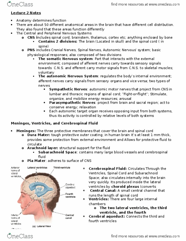 PSY290H5 Lecture Notes - Lecture 2: Choroid Plexus, Autonomic Nervous System, Third Ventricle thumbnail