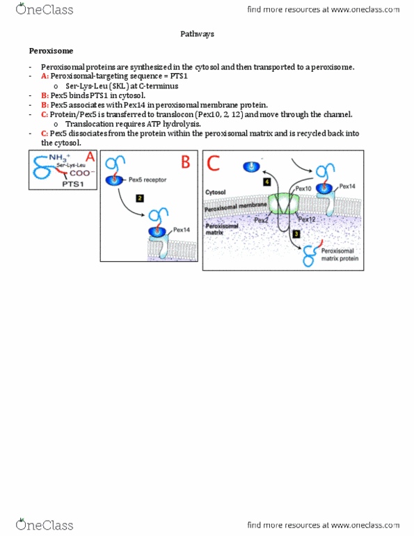 BIOLOGY 2B03 Lecture Notes - Lecture 3: Autocrine Signalling, Copi, Dissociation Constant thumbnail