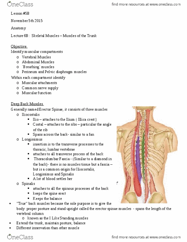 Health Sciences 2300A/B Lecture Notes - Lecture 8: Multifidus Muscle, Abdomen, Pectoralis Major Muscle thumbnail