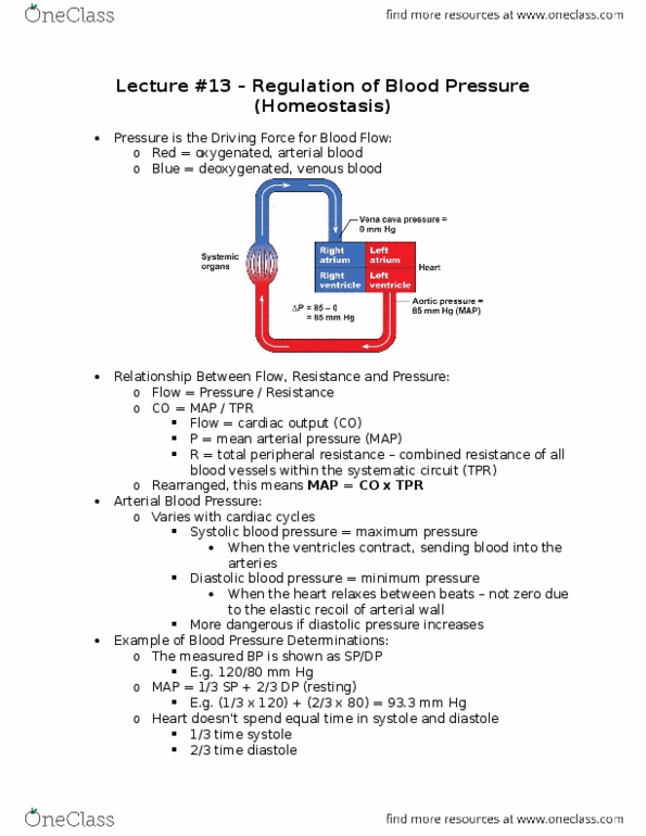 BIOL 1080 Lecture Notes - Lecture 13: Cardiac Output, Baroreceptor, Skeletal Muscle thumbnail