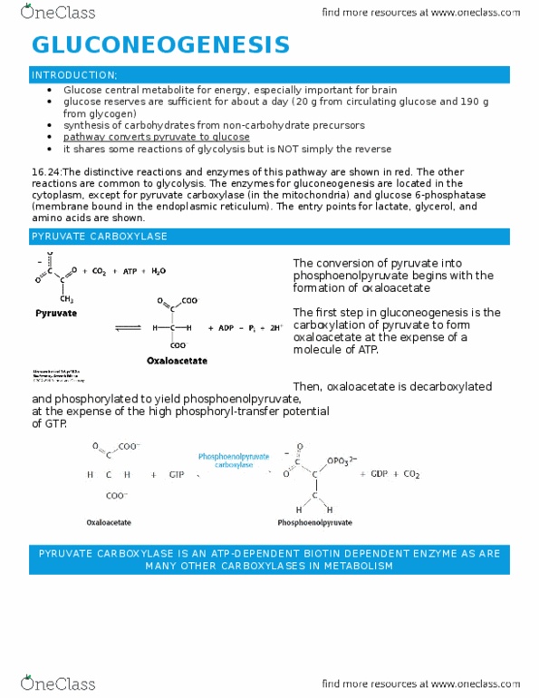 CHEM 271 Lecture Notes - Lecture 17: Pyruvate Carboxylase, Phosphoenolpyruvic Acid, Oxaloacetic Acid thumbnail