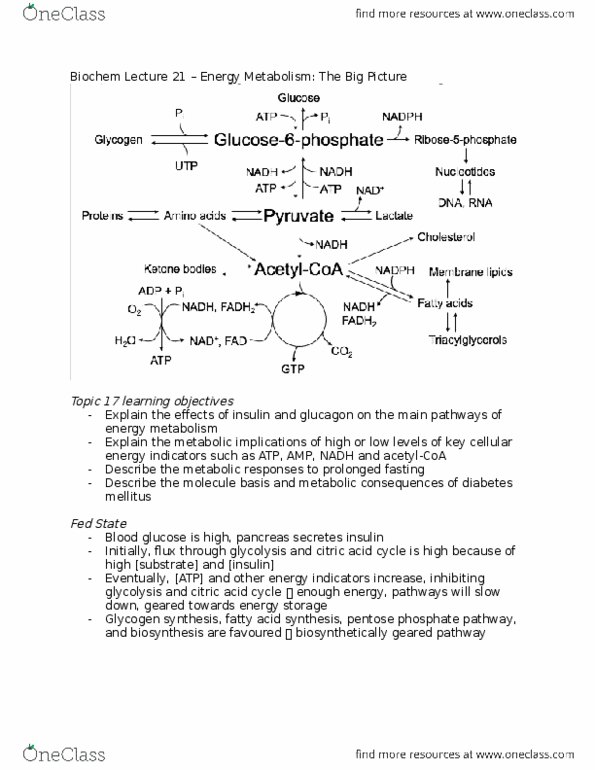 Biochemistry 2280A Lecture Notes - Lecture 21: Glycogen, Cholesterol, Ketone Bodies thumbnail