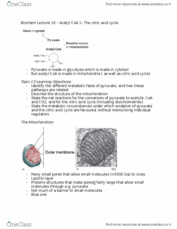 Biochemistry 2280A Lecture Notes - Lecture 16: Mitochondrion, Cytosol, Pyruvate Dehydrogenase thumbnail