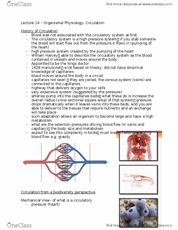 Biology 2601A/B Lecture Notes - Lecture 14: Nephridium, Rectum, Cecum thumbnail