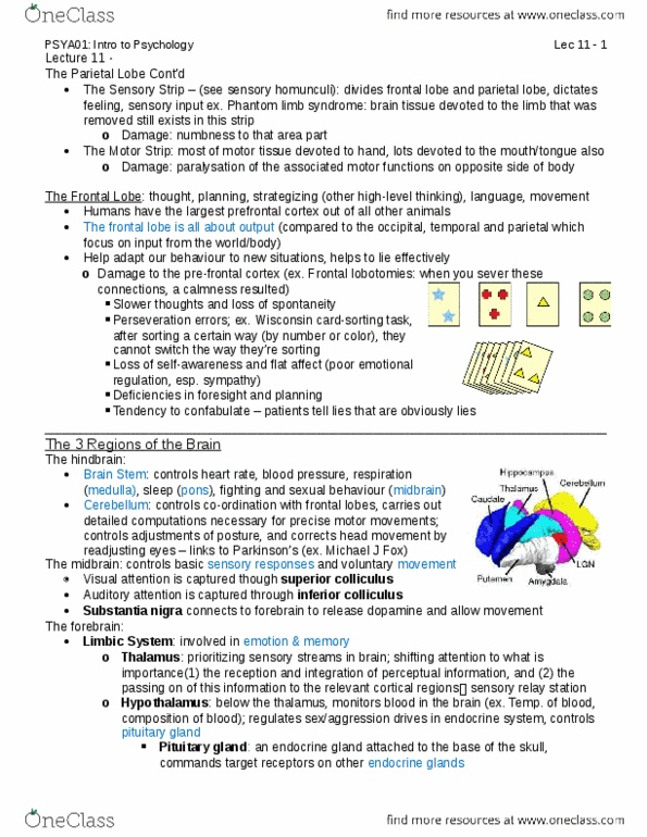 PSYA01H3 Lecture Notes - Lecture 11: Frontal Lobe, Cerebellum, Putamen thumbnail