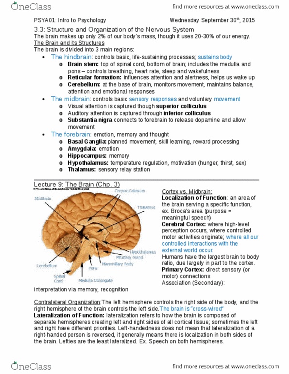 PSYA01H3 Lecture Notes - Lecture 9: Hindbrain, Pituitary Gland, Medulla Oblongata thumbnail