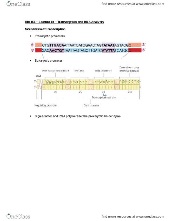 BIOLOGY 151 Lecture Notes - Lecture 10: Plasmid, Transcription Factor Ii B, Tata Box thumbnail