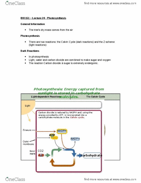 BIOLOGY 151 Lecture Notes - Lecture 24: Light-Independent Reactions, Photosynthesis, Inner Membrane thumbnail