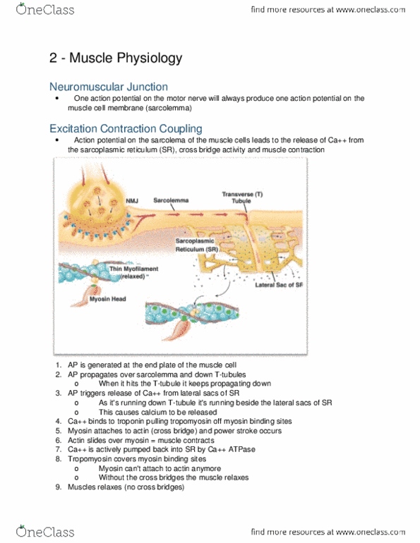 Physiology 2130 Lecture Notes - Lecture 2: Sarcolemma, Ford Power Stroke Engine, Myosin thumbnail