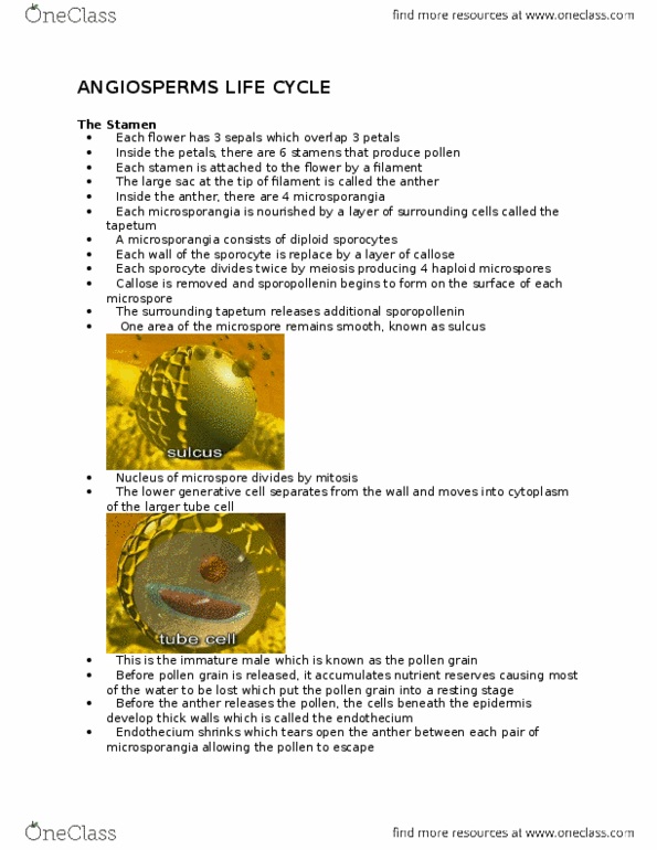 BIOL 201 Lecture 1: Angiosperms Life Cyle Video Notes thumbnail