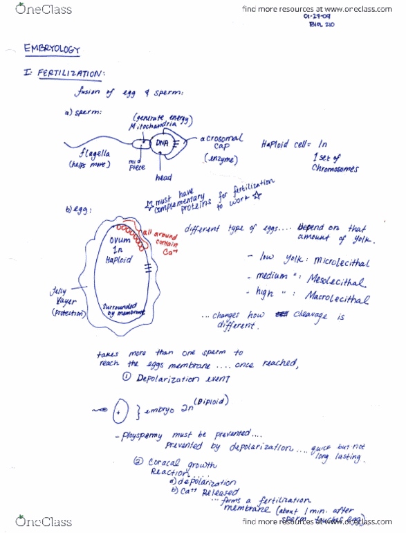 BIO SCI 94 Lecture Notes - Lecture 13: Fate Mapping, Protozoa, Internal Fertilization thumbnail