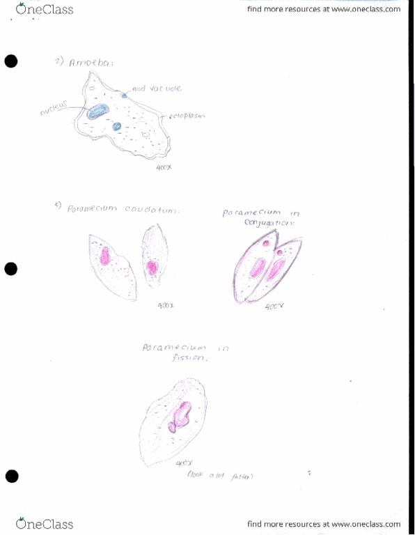 BIO SCI 94 Lecture Notes - Lecture 21: Paramecium, Volvox, Vacuole thumbnail