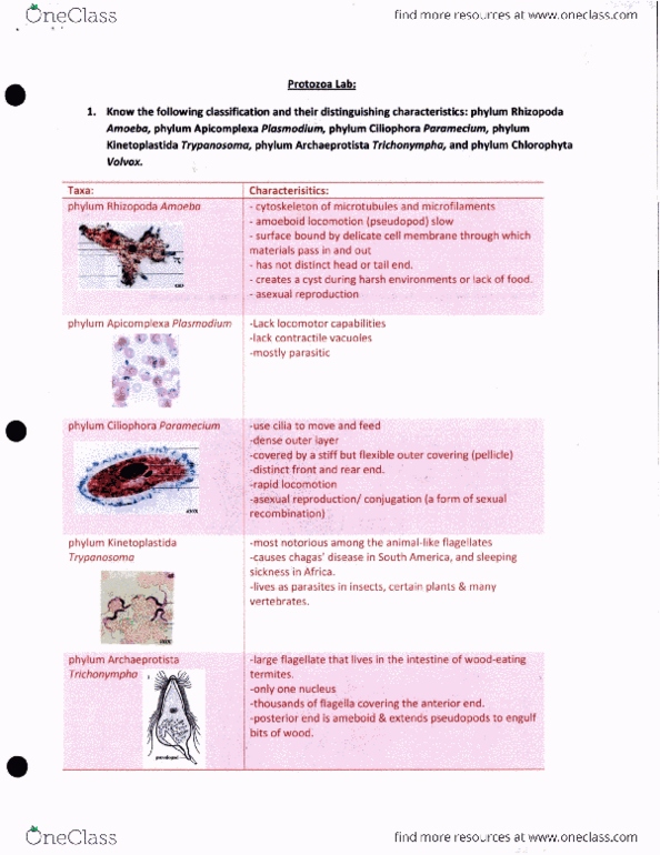 BIO SCI 94 Lecture Notes - Lecture 20: Contractile Vacuole, Chagas Disease, Ciliate thumbnail