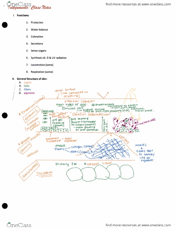 BIO SCI 94 Lecture Notes - Lecture 25: Melanin, Pigment, Osteoderm thumbnail