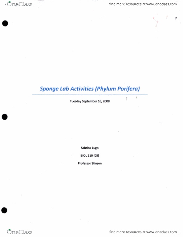 BIO SCI 94 Lecture Notes - Lecture 31: Luffa, The Sponge, Sponge thumbnail