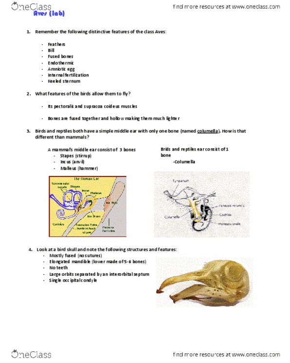 BIO SCI 94 Lecture Notes - Lecture 86: Sacrum, Cervical Vertebrae, Occipital Condyle thumbnail