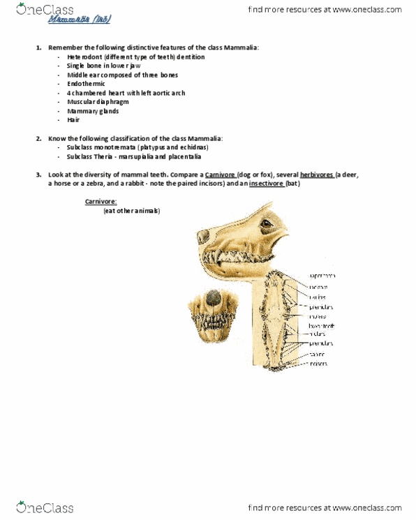 BIO SCI 94 Lecture Notes - Lecture 88: Placentalia, Marsupial, Monotreme thumbnail