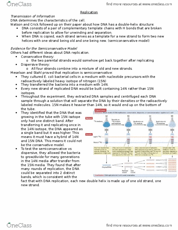 BIOLOGY 1A03 Lecture Notes - Lecture 14: Dna Replication, Primase, Chromosome thumbnail