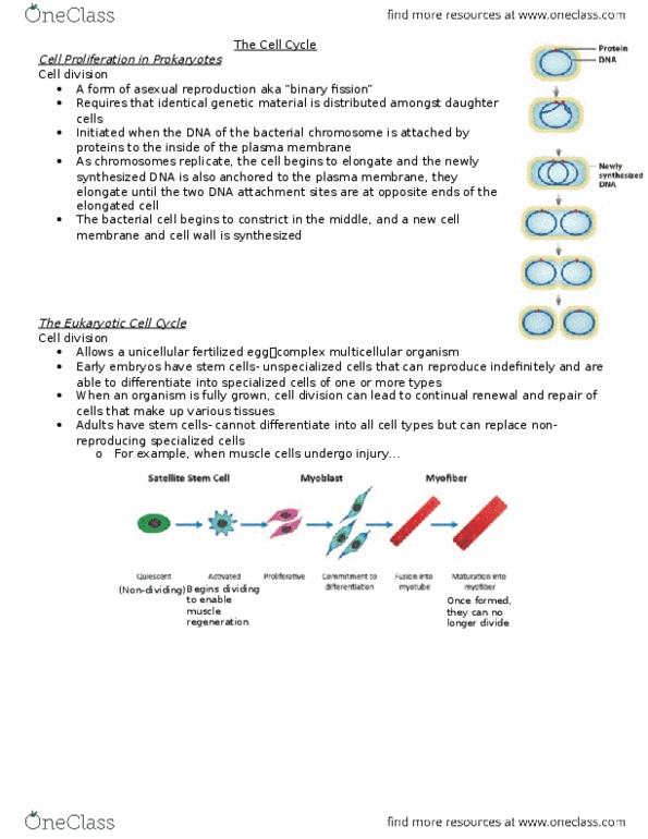 BIOLOGY 1A03 Lecture Notes - Lecture 13: Dna Replication, Cell Division, Metaphase thumbnail