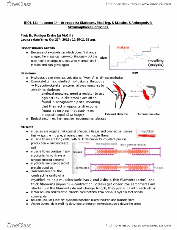 BIOL 111 Lecture Notes - Lecture 14: Hydrostatic Skeleton, Neuromuscular Junction, Moulting thumbnail