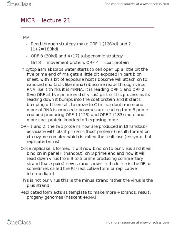 MICR 3220 Lecture Notes - Lecture 21: Orf Eins, Orf 2, Rna-Dependent Rna Polymerase thumbnail