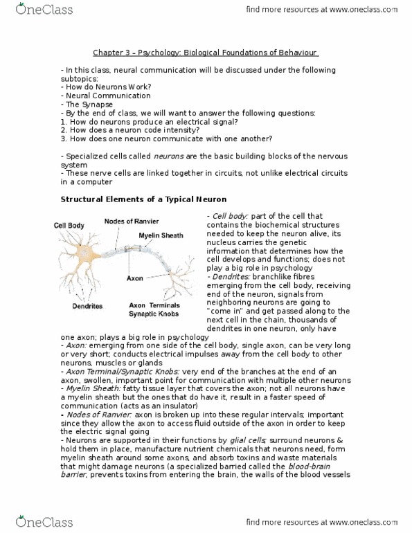 Psychology 1000 Chapter Notes - Chapter 3: Myelin, Semipermeable Membrane, Motor Cortex thumbnail