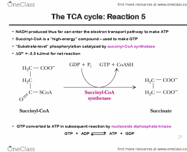 CHM362H5 Lecture Notes - Lecture 19: Electron Transport Chain, Isotopic Labeling, Citric Acid Cycle thumbnail