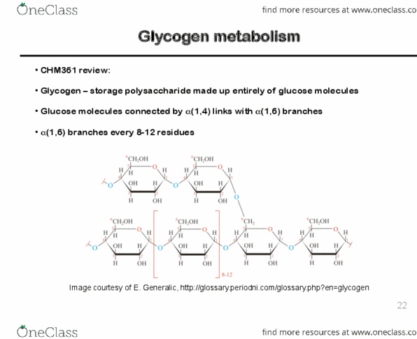 CHM362H5 Lecture Notes - Lecture 22: Glycogen, Polysaccharide, Insulin thumbnail