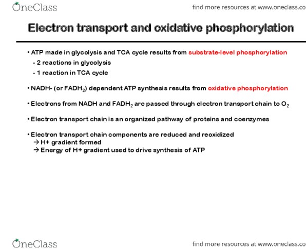 CHM362H5 Lecture Notes - Lecture 20: Oxidative Phosphorylation, Citric Acid Cycle, Electron Transport Chain thumbnail
