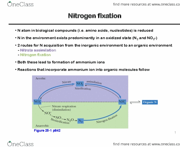 CHM362H5 Lecture Notes - Lecture 25: Glutamate Dehydrogenase, Nitrogen Fixation, Reductive Amination thumbnail