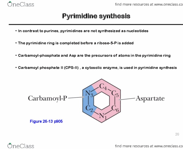 CHM362H5 Lecture Notes - Lecture 26: Carbamoyl Phosphate, Pyrimidine Metabolism, Phosphoribosyl Pyrophosphate thumbnail