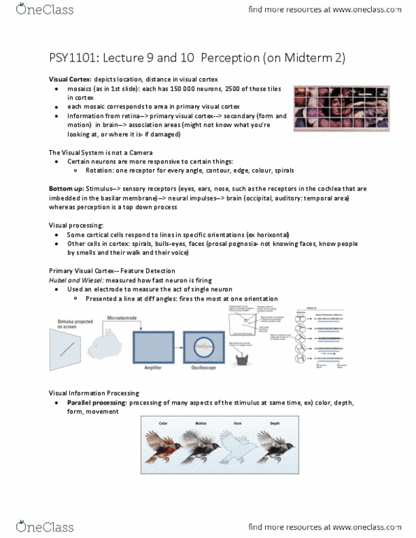 PSY 1101 Lecture Notes - Lecture 5: Visual Cortex, Basilar Membrane, Depth Perception thumbnail