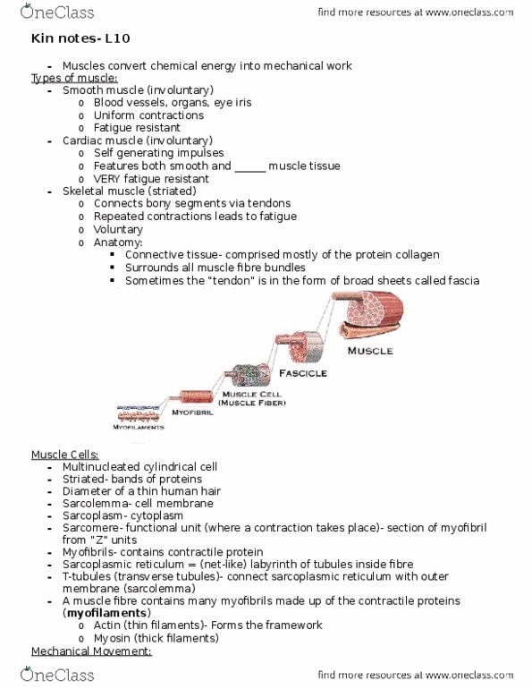 KIN 121 Lecture Notes - Lecture 10: Multinucleate, Myofilament, T-Tubule thumbnail