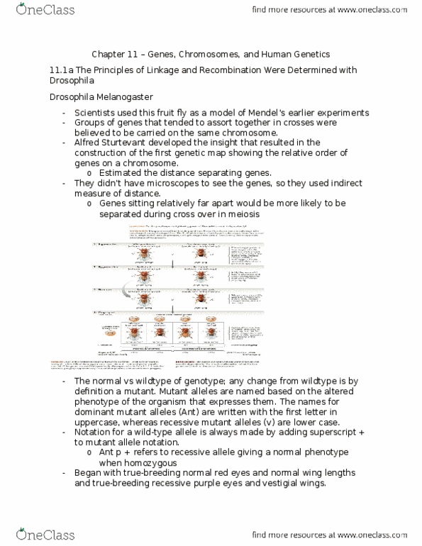 Biology 1201A Chapter Notes - Chapter 11: Centimorgan, Sex Linkage, Vulgate thumbnail