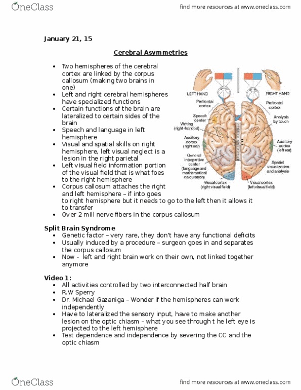 Kinesiology 1080A/B Lecture Notes - Lecture 8: Ideomotor Phenomenon, Lisa Lopes, Split-Brain thumbnail