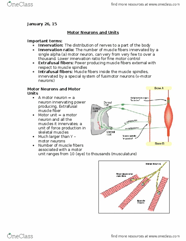 Kinesiology 1080A/B Lecture Notes - Lecture 10: Golgi Tendon Organ, Muscle Spindle, Axon thumbnail
