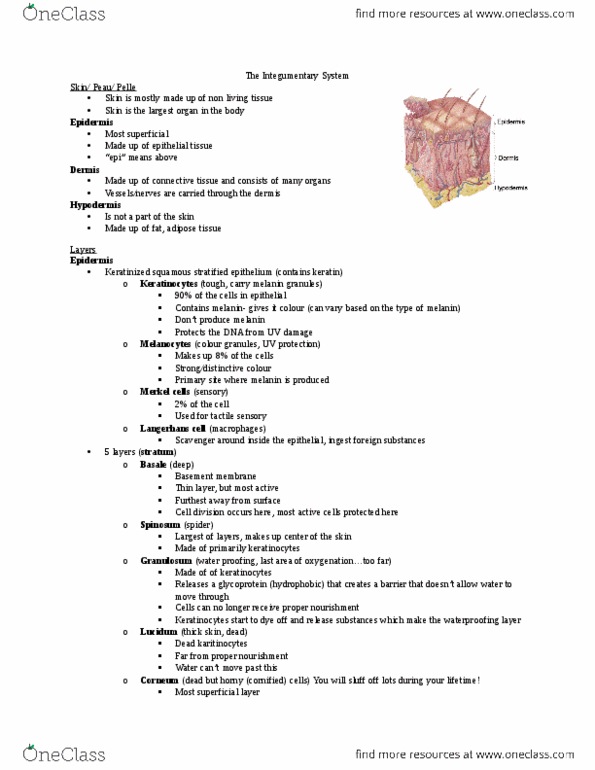 Kinesiology 2222A/B Lecture Notes - Lecture 6: Connective Tissue thumbnail